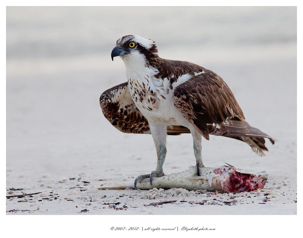 Osprey with Fish