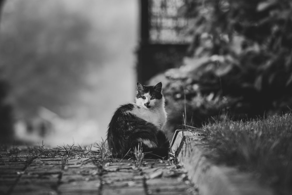 Июньский рассвет