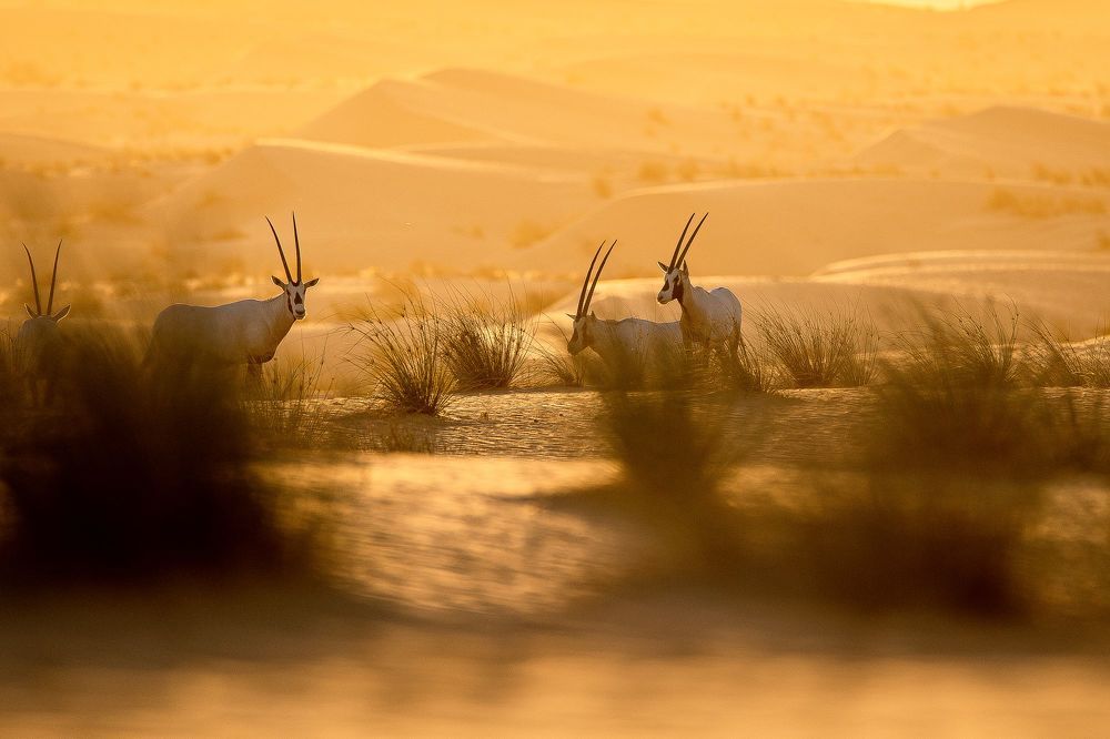 Arabian Oryx