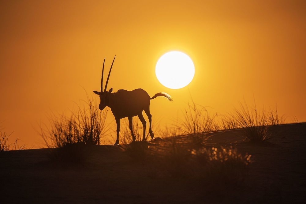 Arabian Oryx
