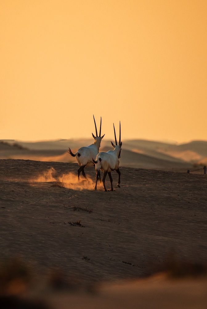 Arabian Oryx