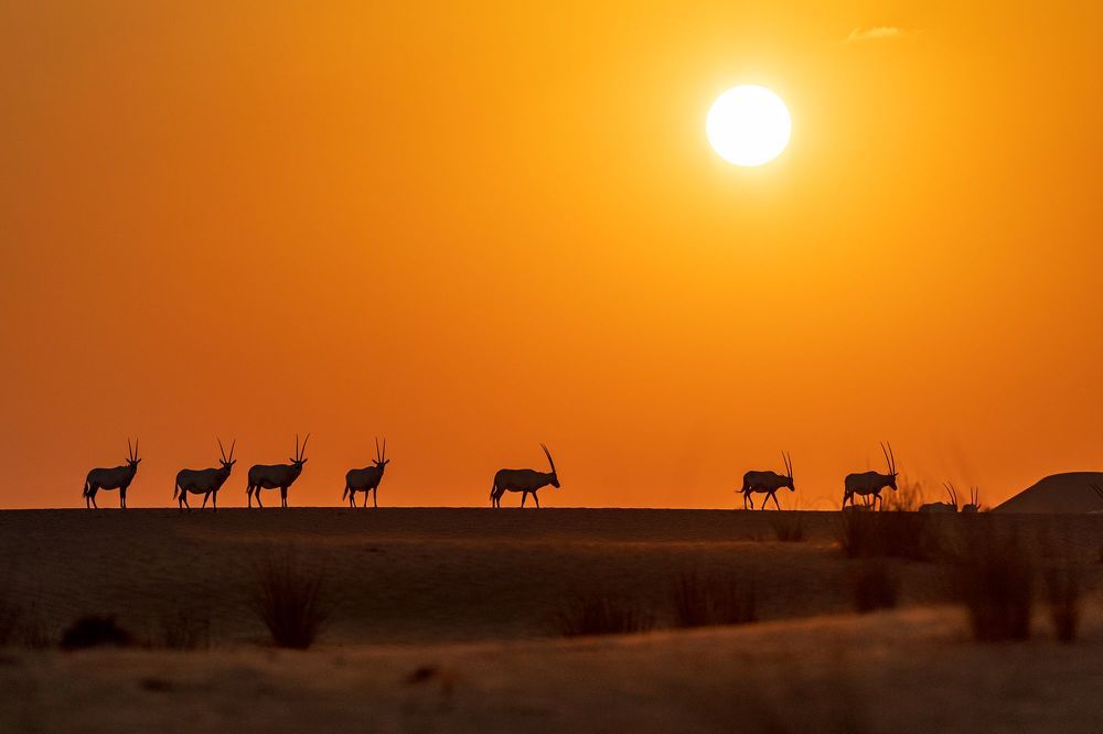 Arabian Oryx