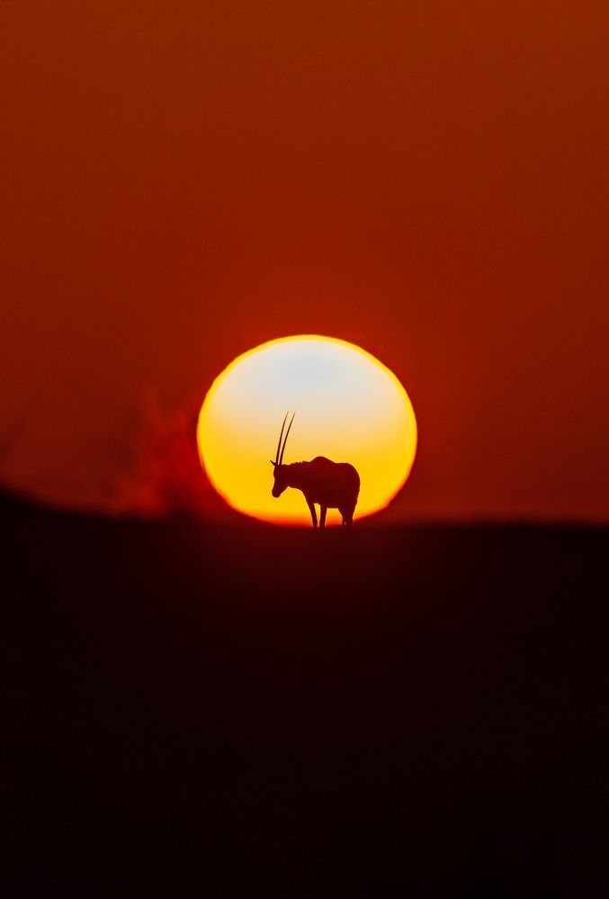 Arabian Oryx