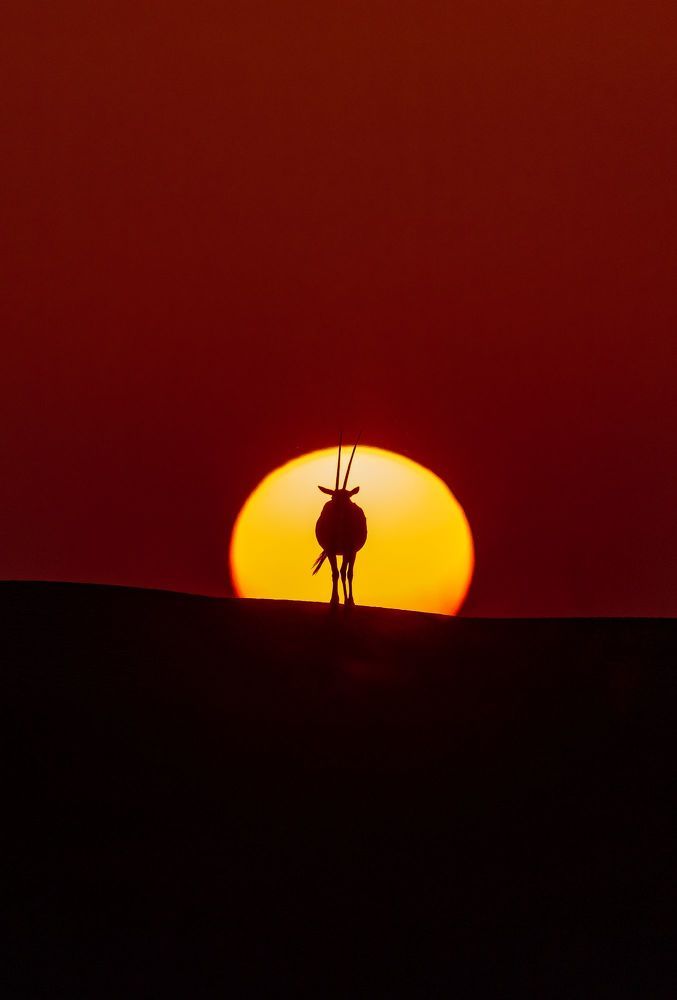 Arabian Oryx