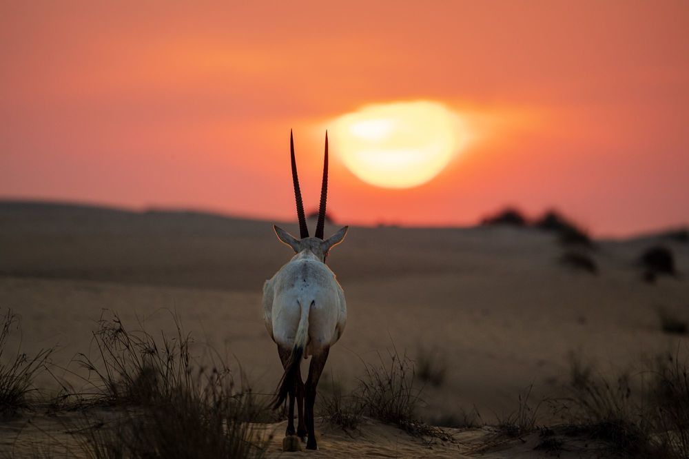 Arabian Oryx