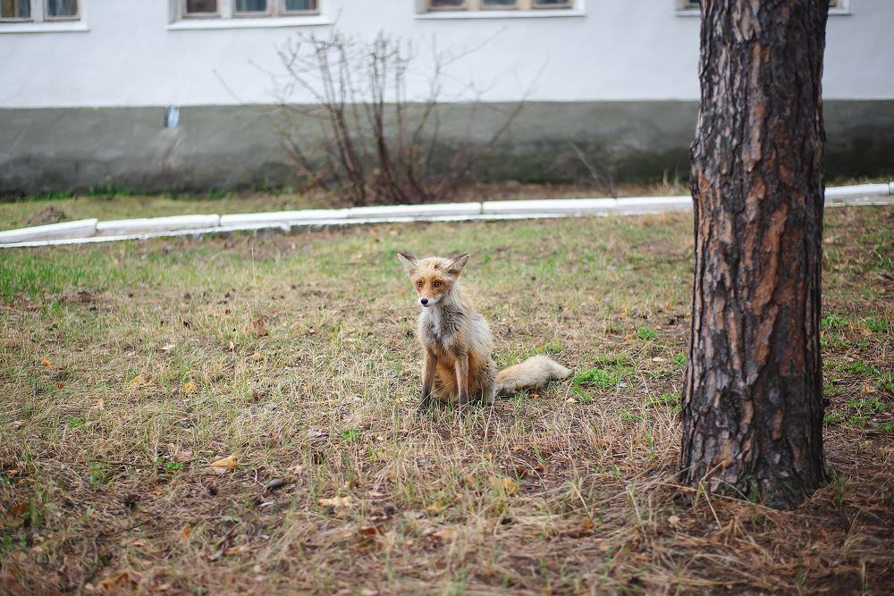 Сергачский лис