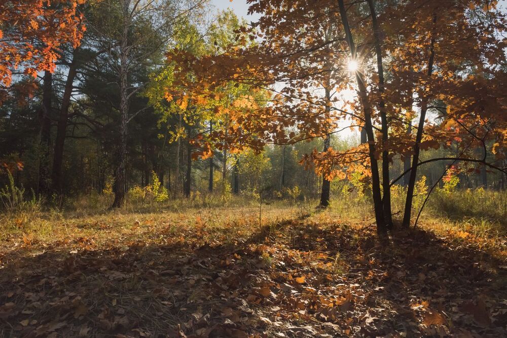Солнце пряталось в ветвях