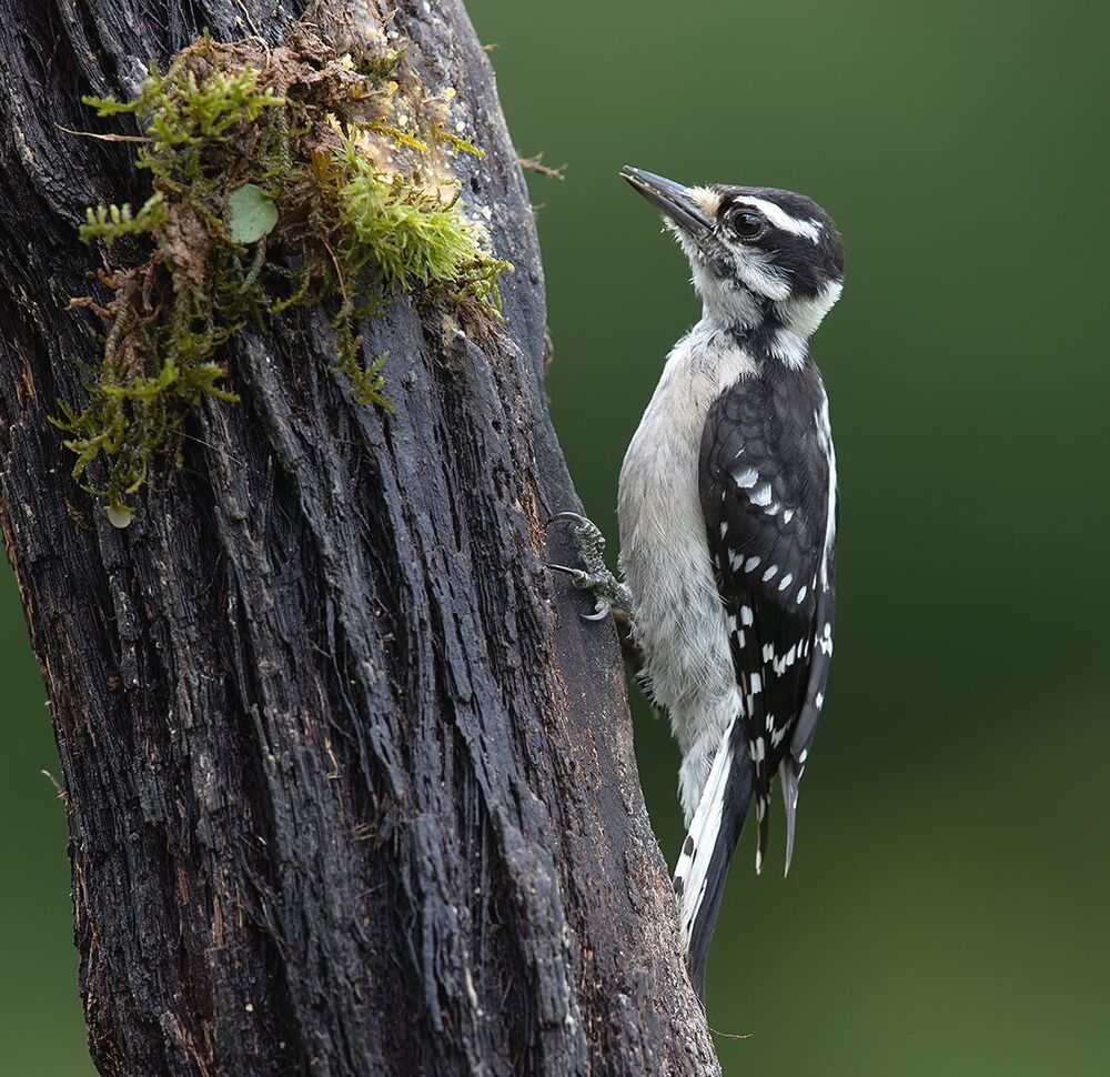 Downy woodpecker Female - Пушистый дятел. самка