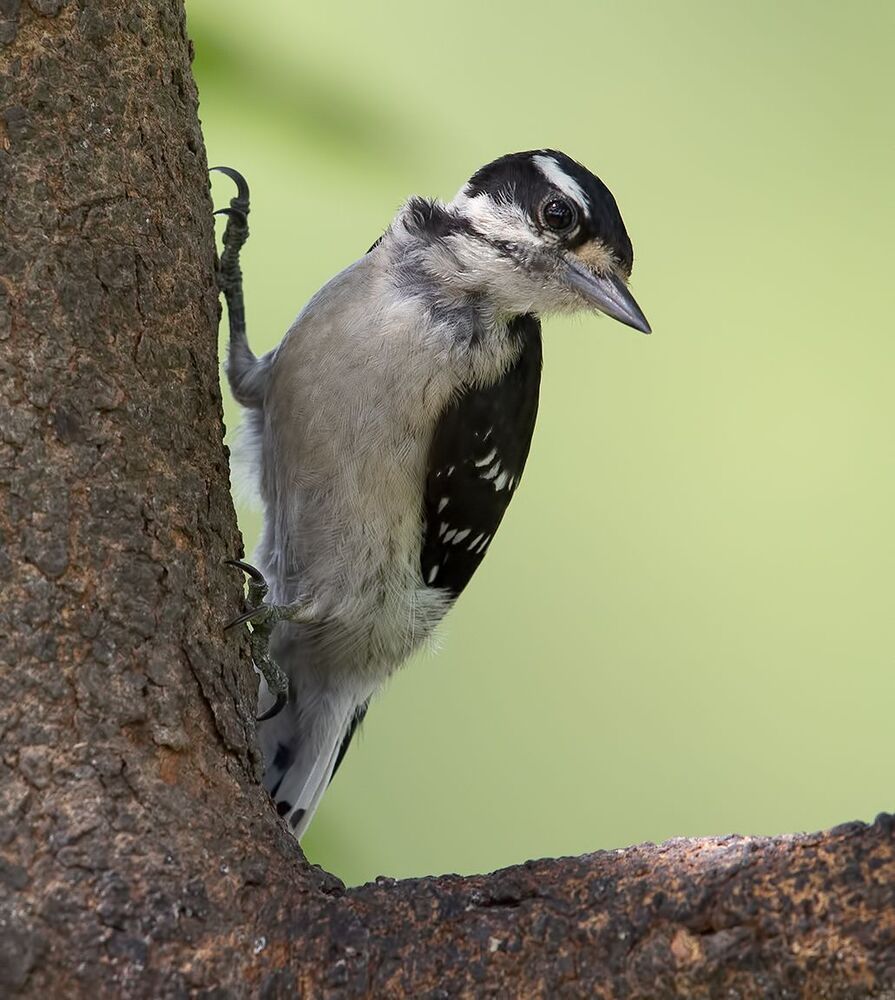 Downy woodpecker Female - Пушистый дятел. самка