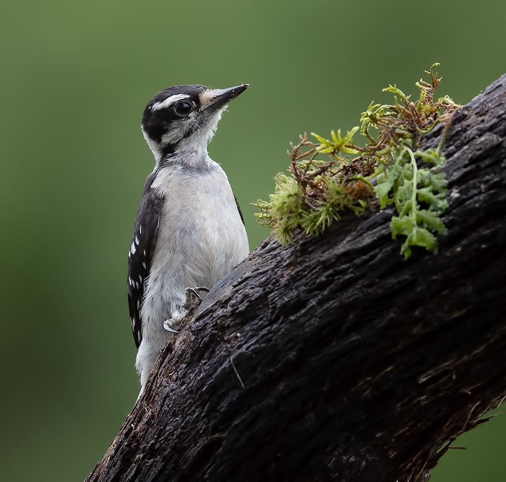Downy woodpecker Female - Пушистый дятел. самка