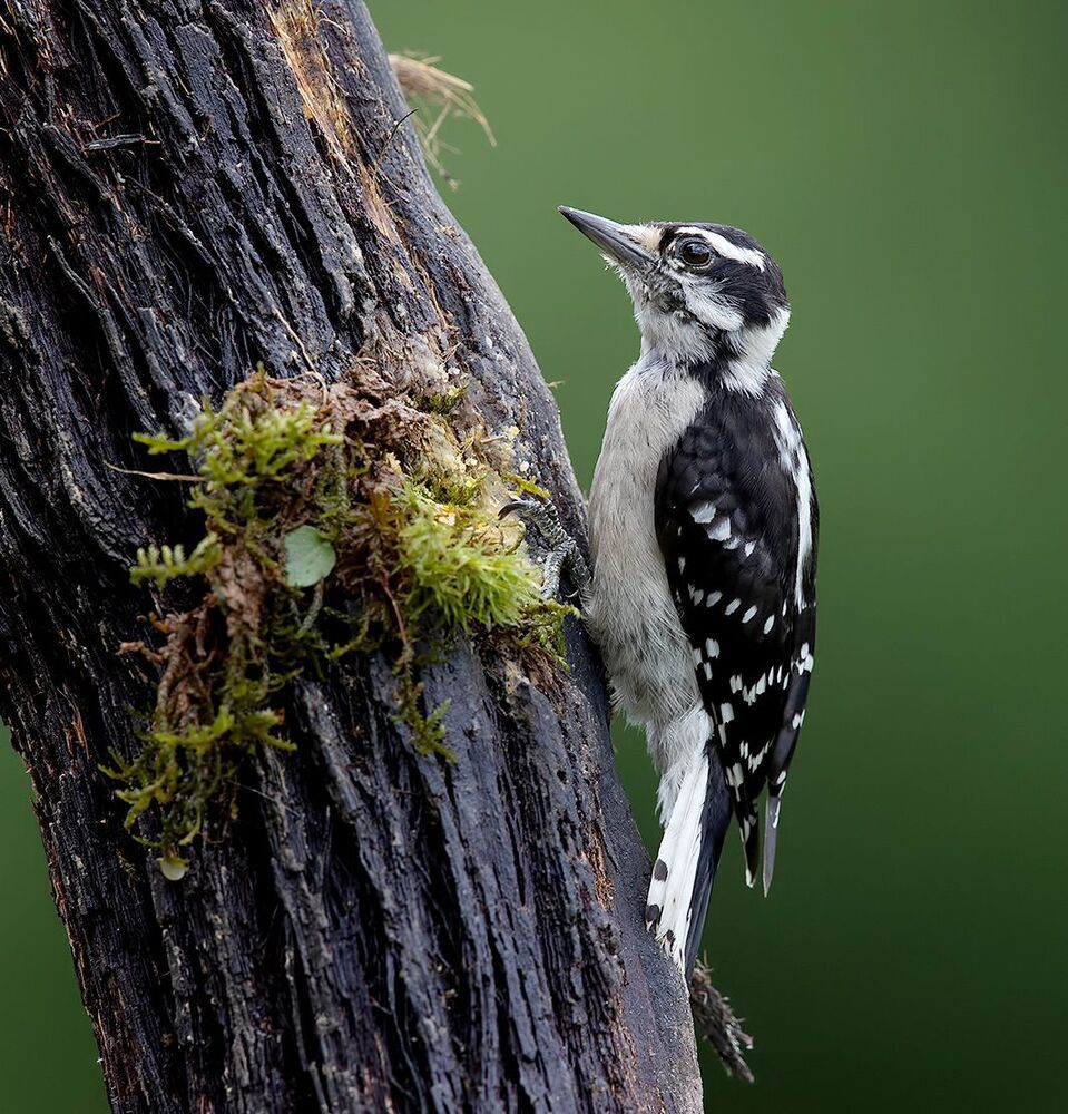 Downy woodpecker Female - Пушистый дятел. самка