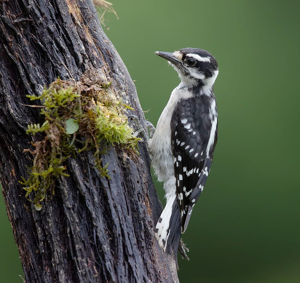 Downy woodpecker Female - Пушистый дятел. самка