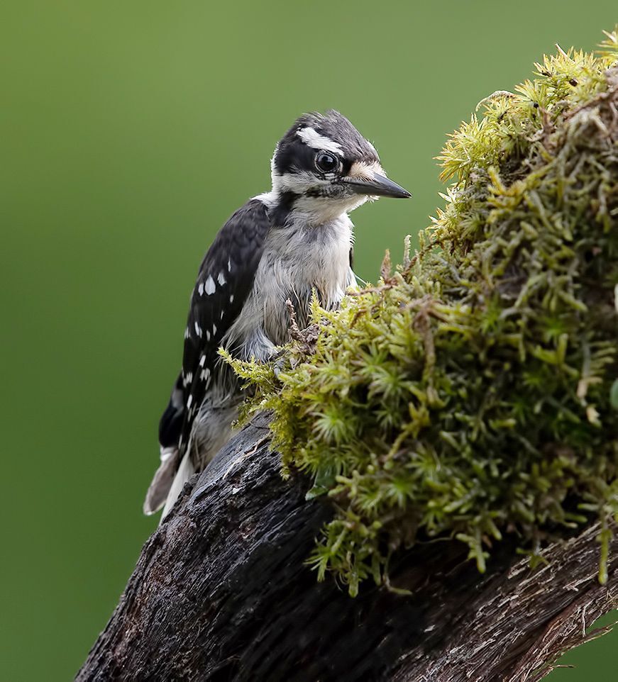 Downy woodpecker Female - Пушистый дятел. самка