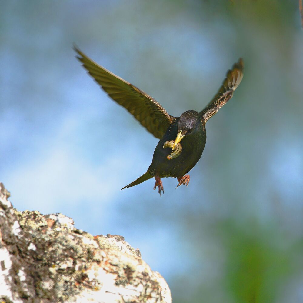 Родительские хлопоты.