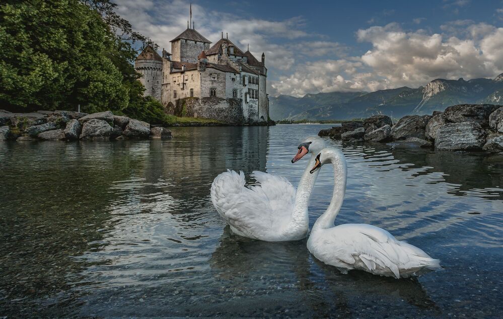 Swans
