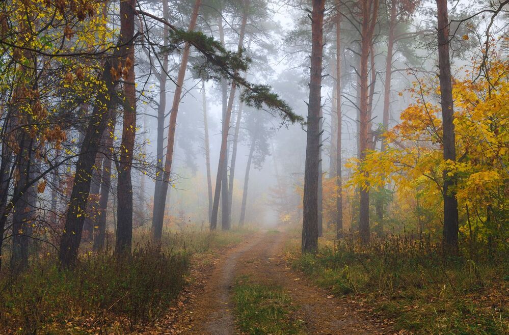 Там, вдалеке, за плотной пеленой тумана