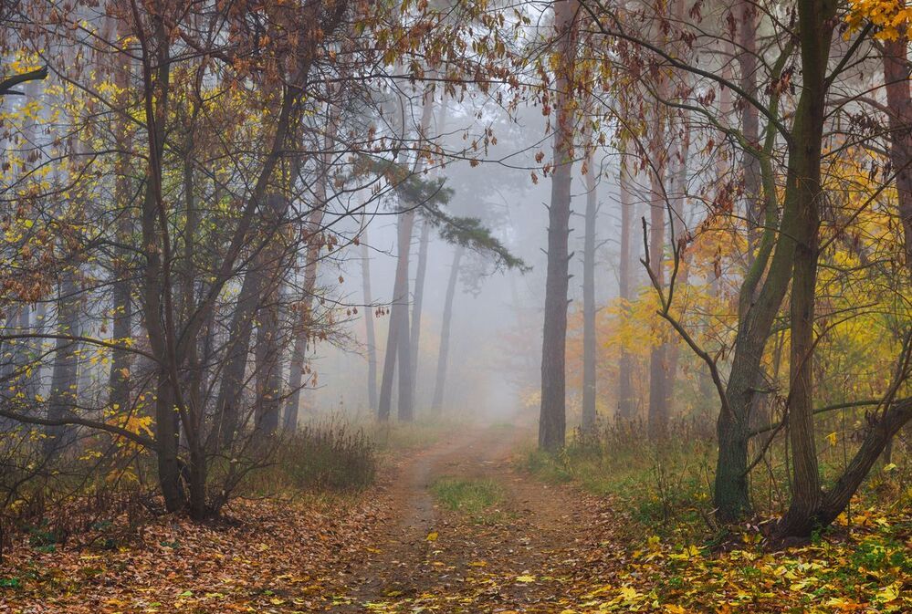 Там, вдалеке, за плотной пеленой тумана