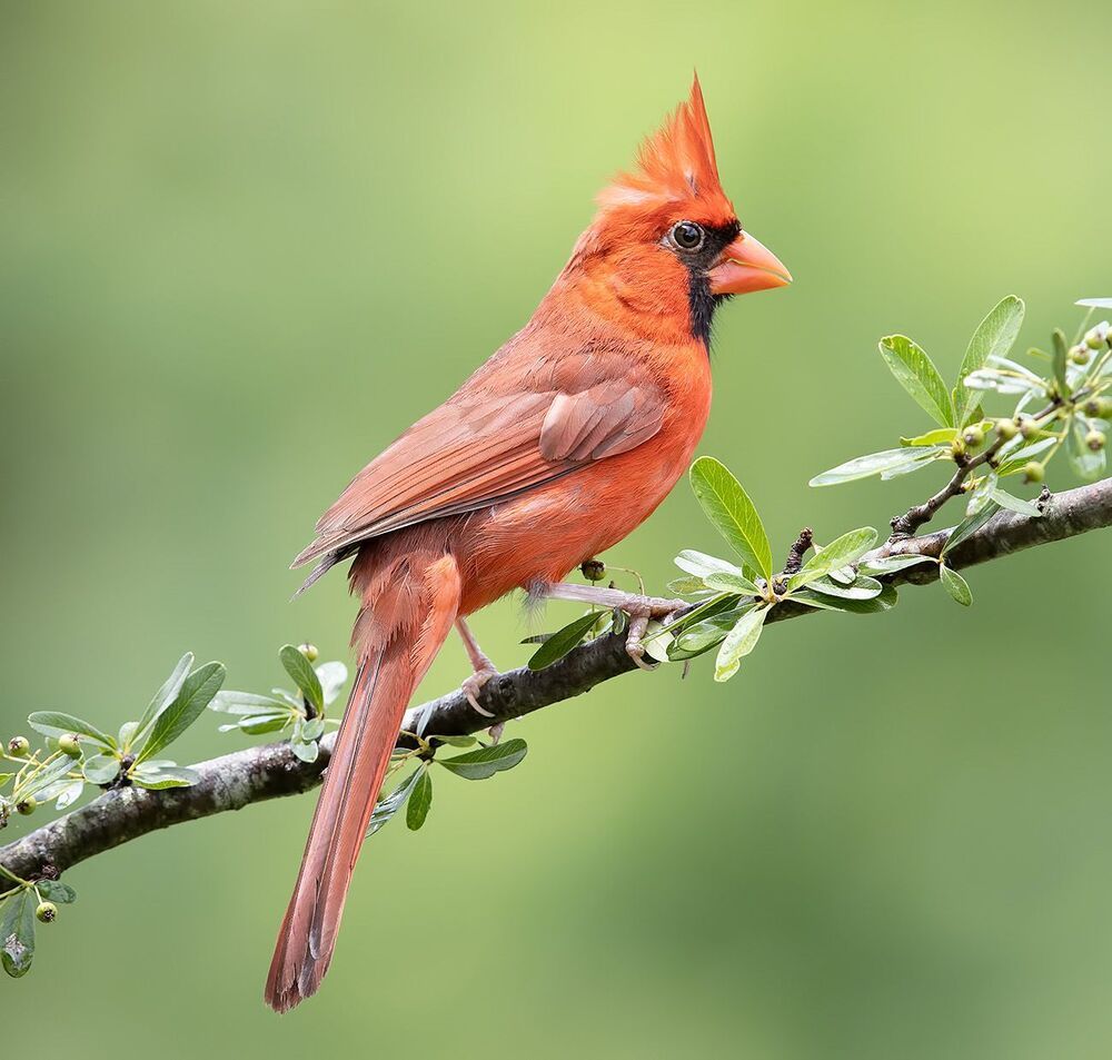 Northern Cardinal male & female - Красный кардинал cамец и самка