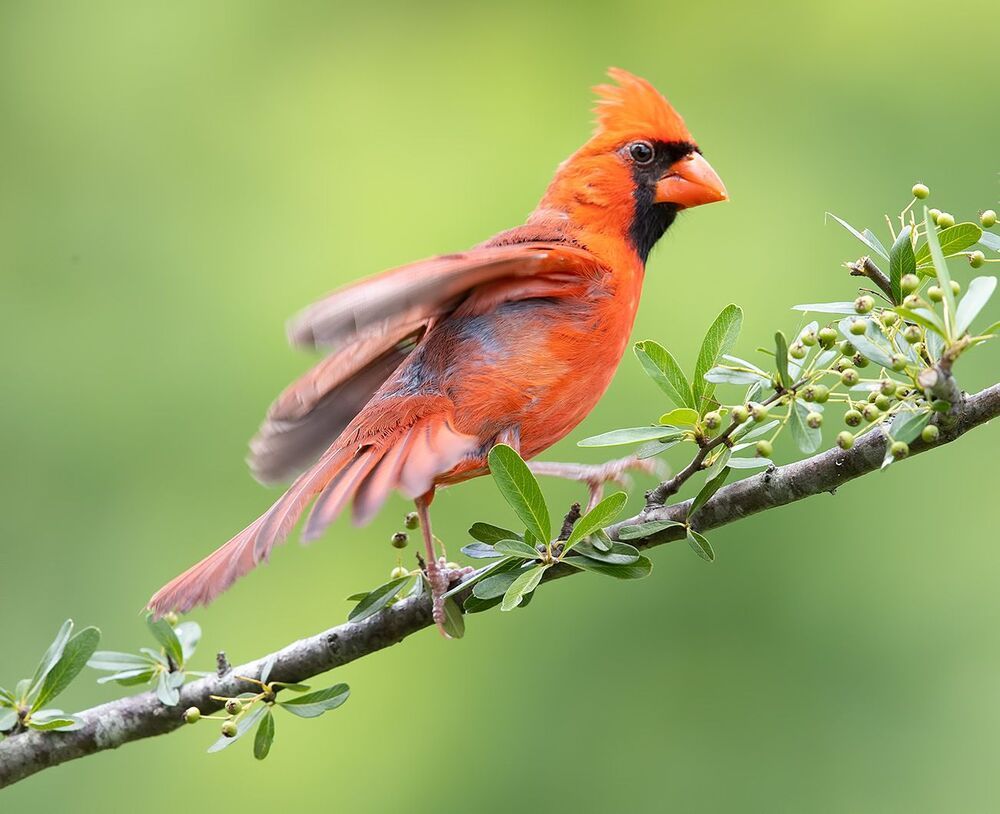 Northern Cardinal male & female - Красный кардинал cамец и самка