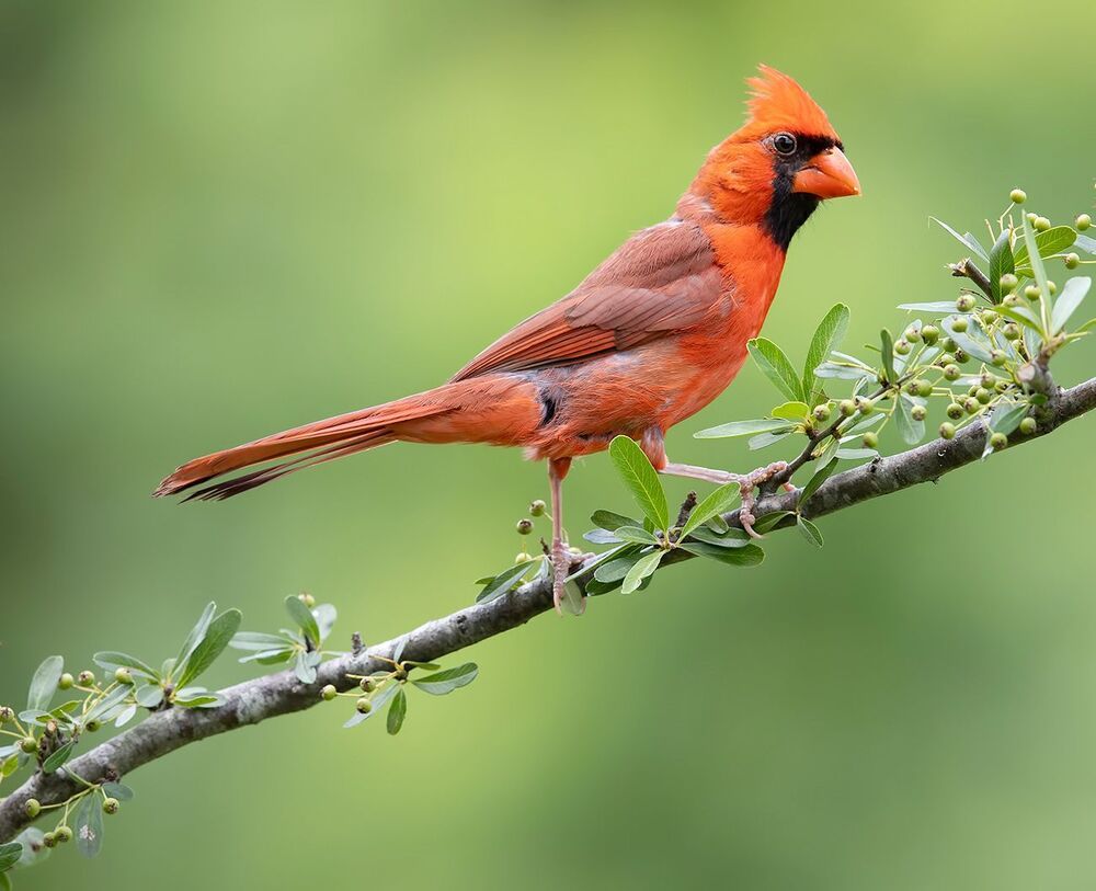 Northern Cardinal male & female - Красный кардинал cамец и самка
