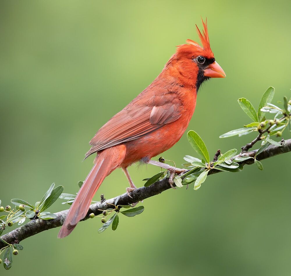 Northern Cardinal male & female - Красный кардинал cамец и самка