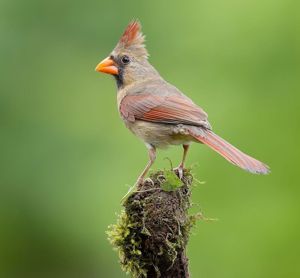 Northern Cardinal male & female - Красный кардинал cамец и самка