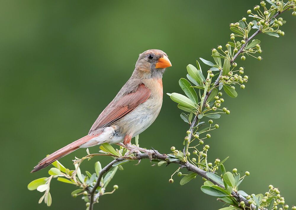Northern Cardinal male & female - Красный кардинал cамец и самка