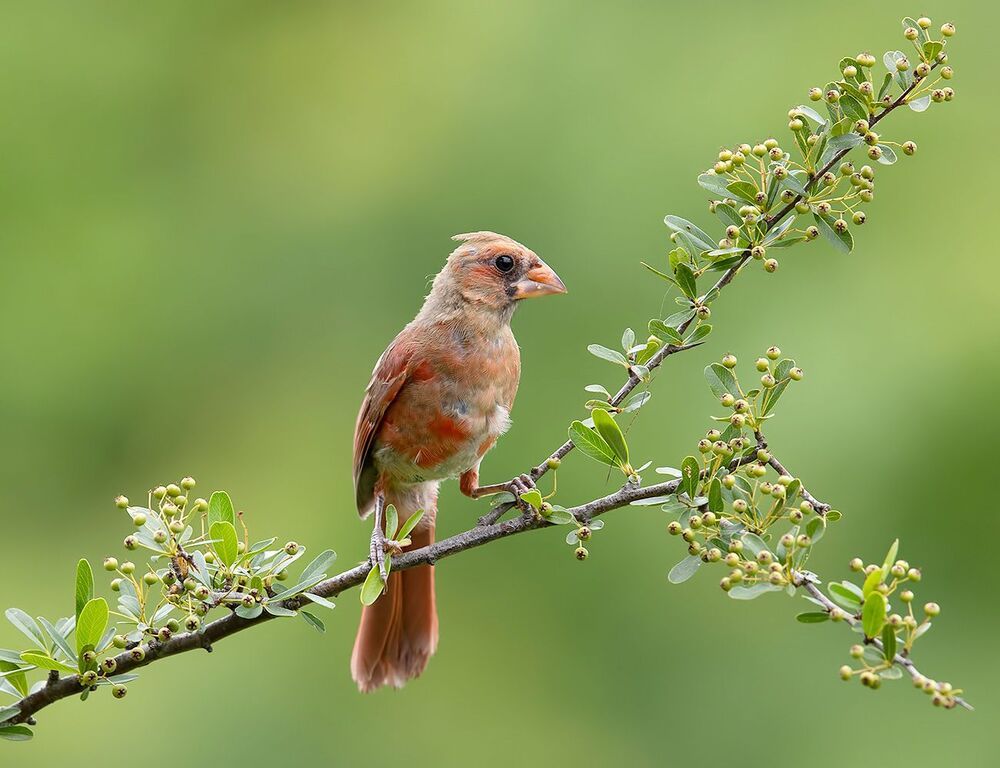 Juvenile Northern Cardinal  - Молодые птицы. Красный кардинал