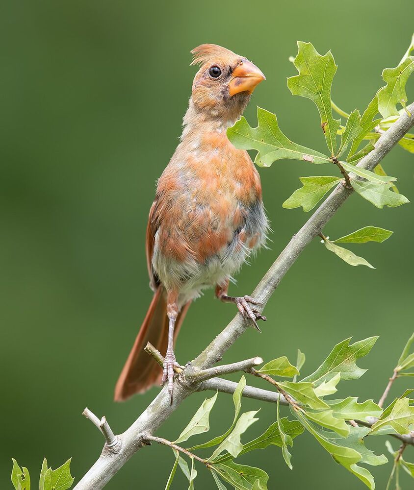 Juvenile Northern Cardinal  - Молодые птицы. Красный кардинал
