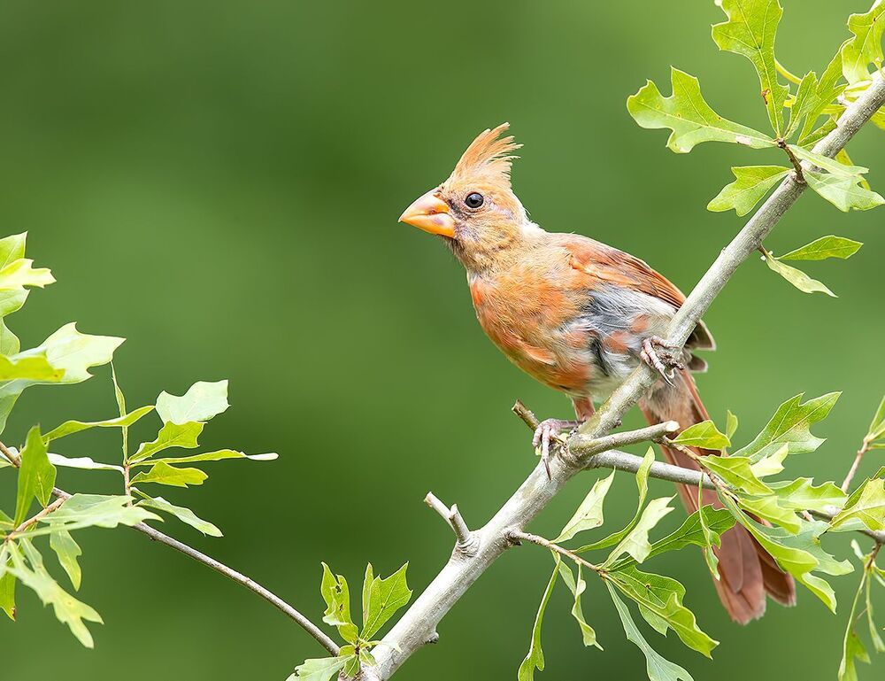 Juvenile Northern Cardinal  - Молодые птицы. Красный кардинал