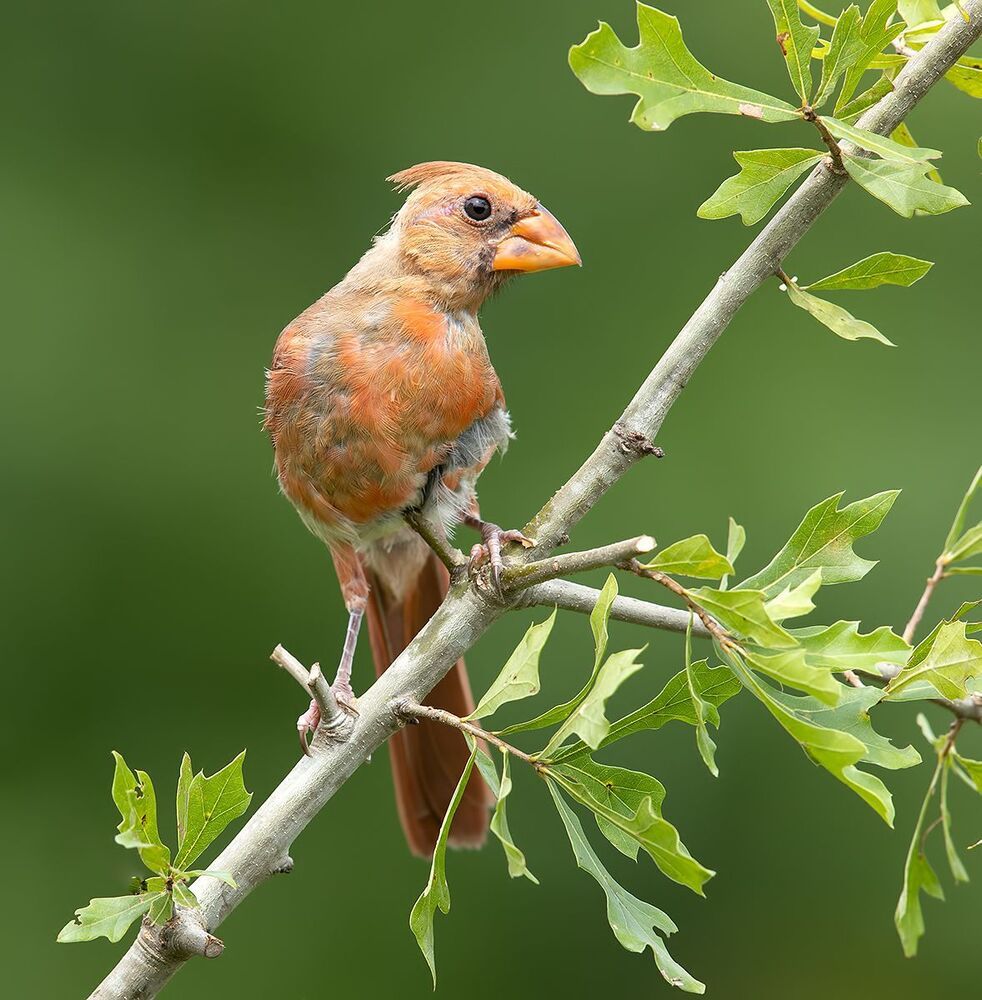 Juvenile Northern Cardinal  - Молодые птицы. Красный кардинал