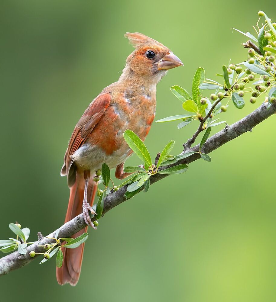 Juvenile Northern Cardinal  - Молодые птицы. Красный кардинал