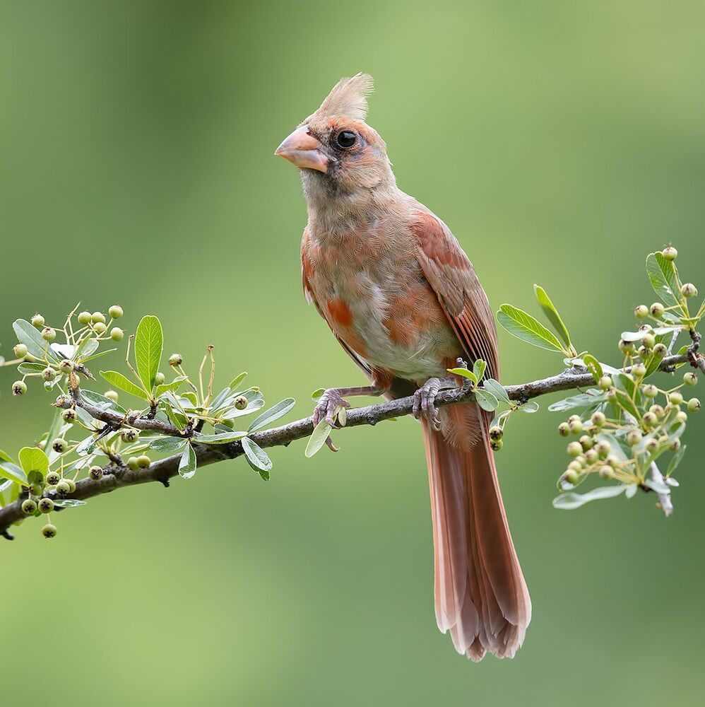 Juvenile Northern Cardinal  - Молодые птицы. Красный кардинал