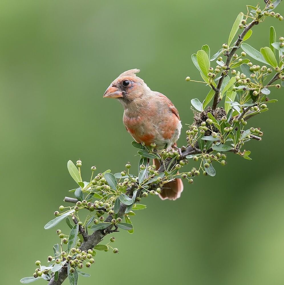 Juvenile Northern Cardinal  - Молодые птицы. Красный кардинал