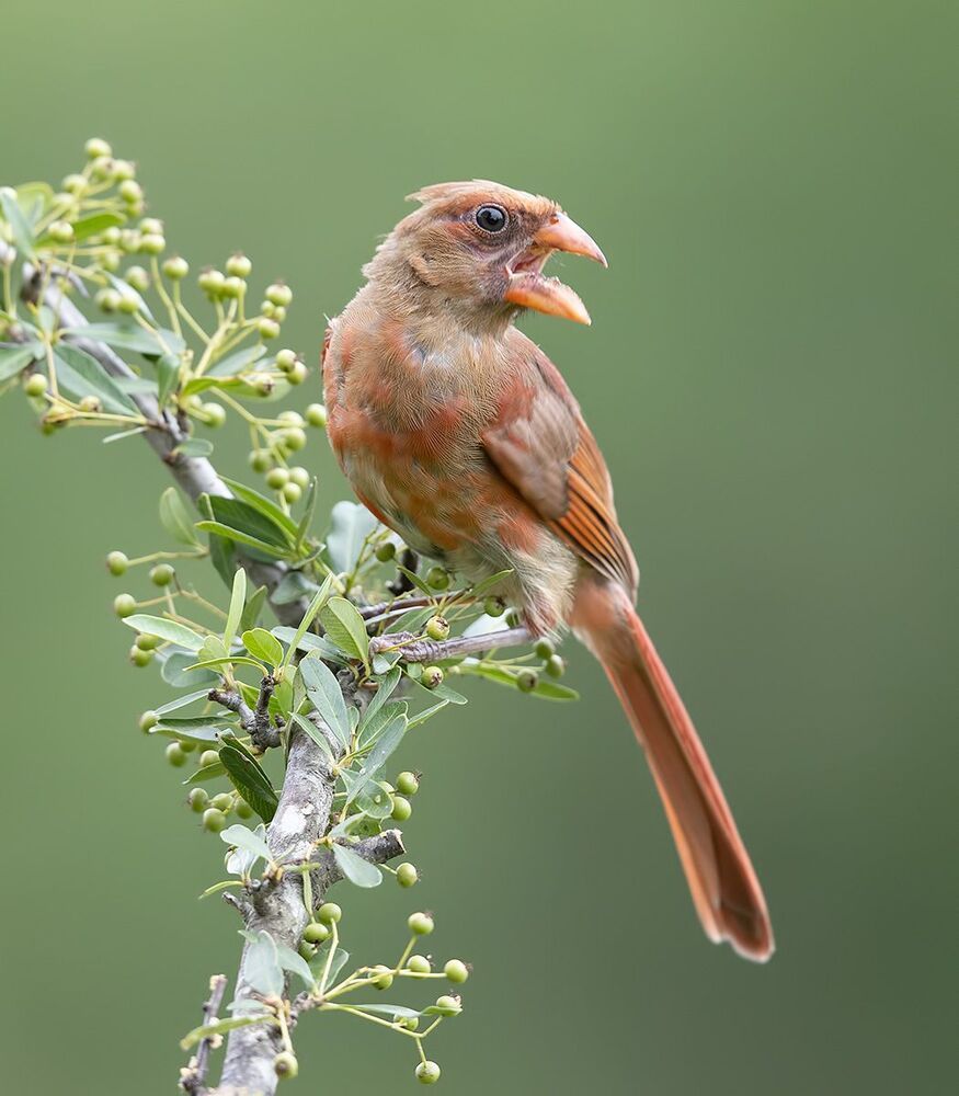 Juvenile Northern Cardinal  - Молодые птицы. Красный кардинал