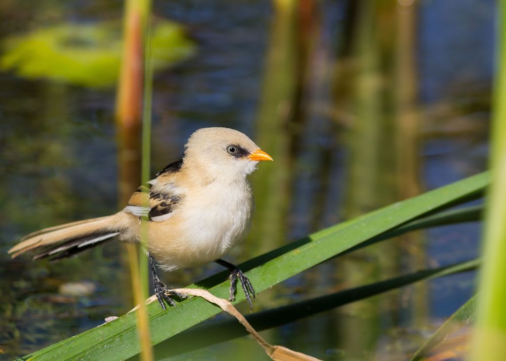 Молодой самец