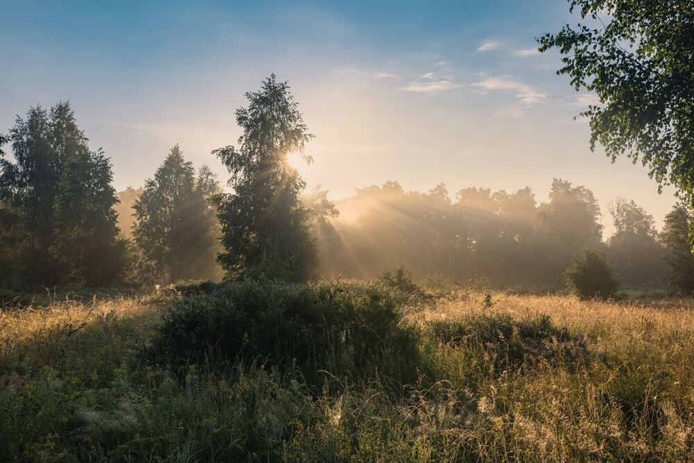 По высоким травам
