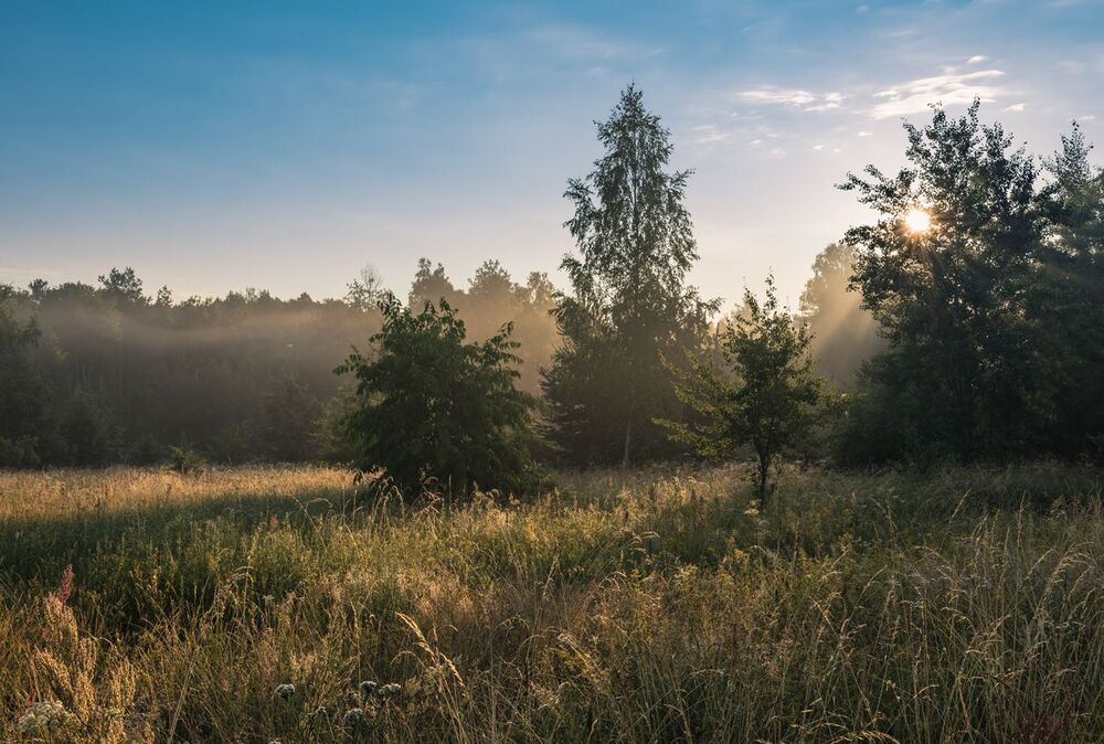 По высоким травам