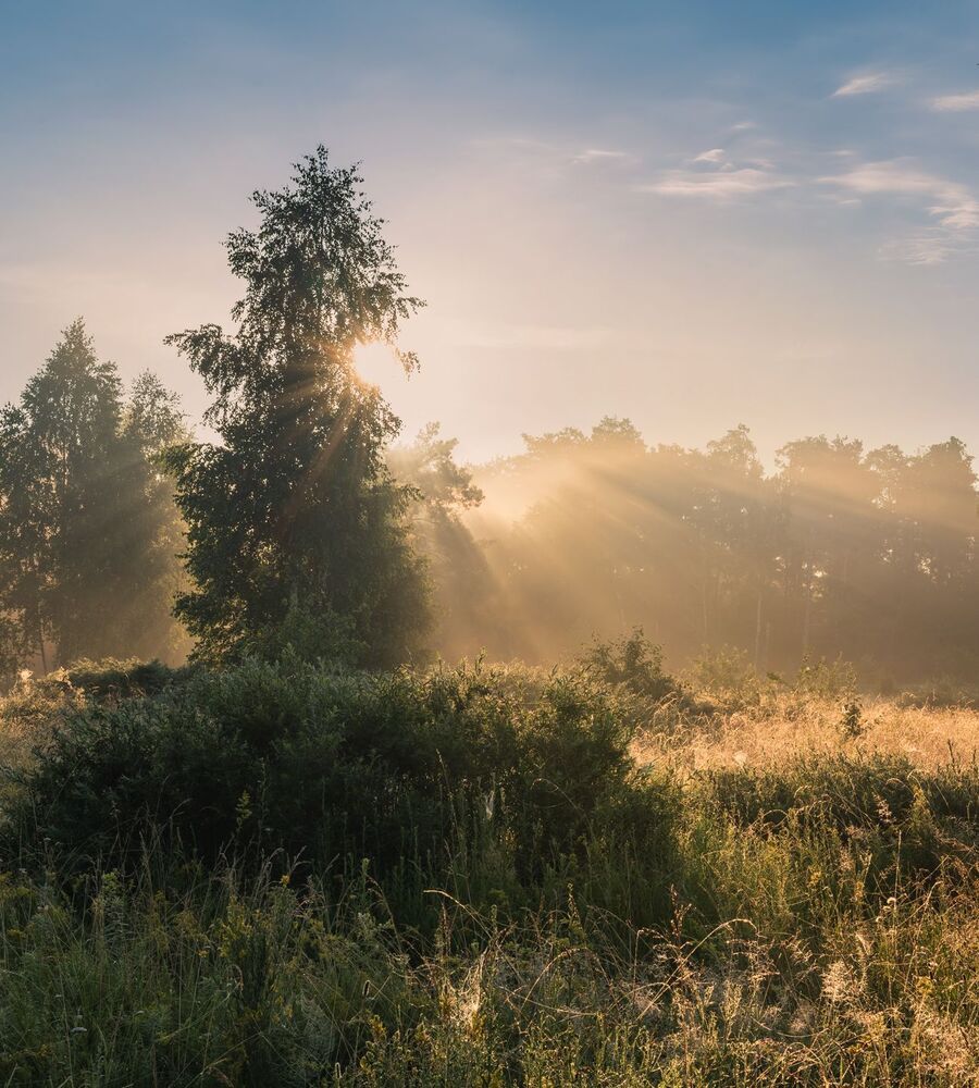 По высоким травам