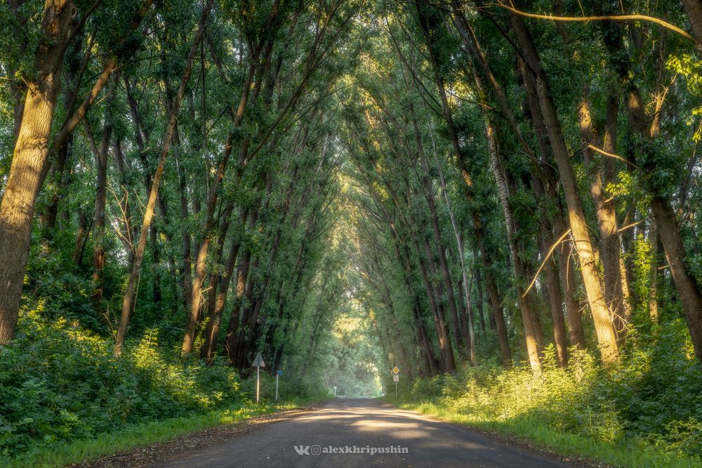 Green Tunnel