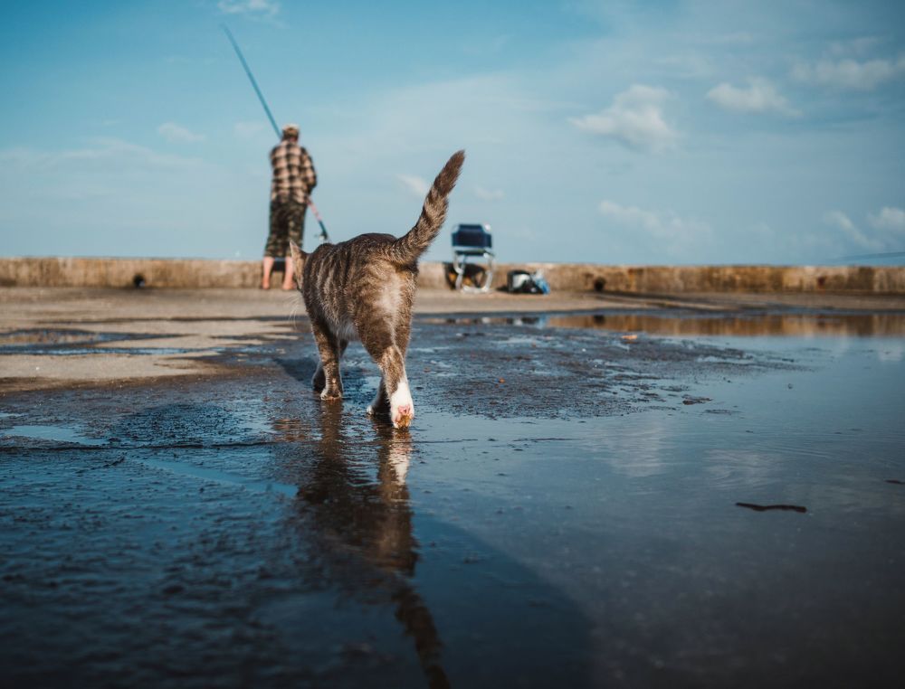 Щедрый воскресный улов или везение Керченской кошки.