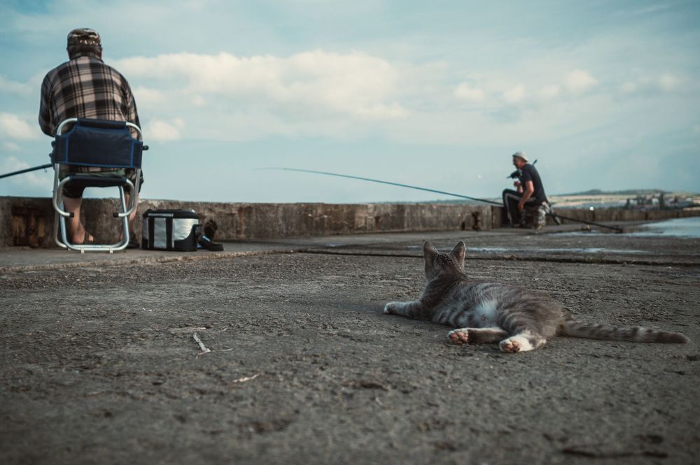 Щедрый воскресный улов или везение Керченской кошки.