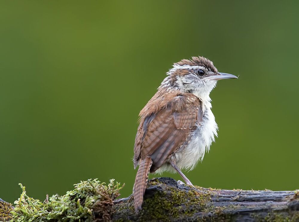 Carolina Wren - Крапивник Каролинский