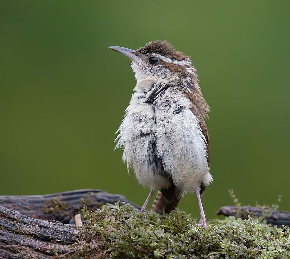 Carolina Wren - Крапивник Каролинский