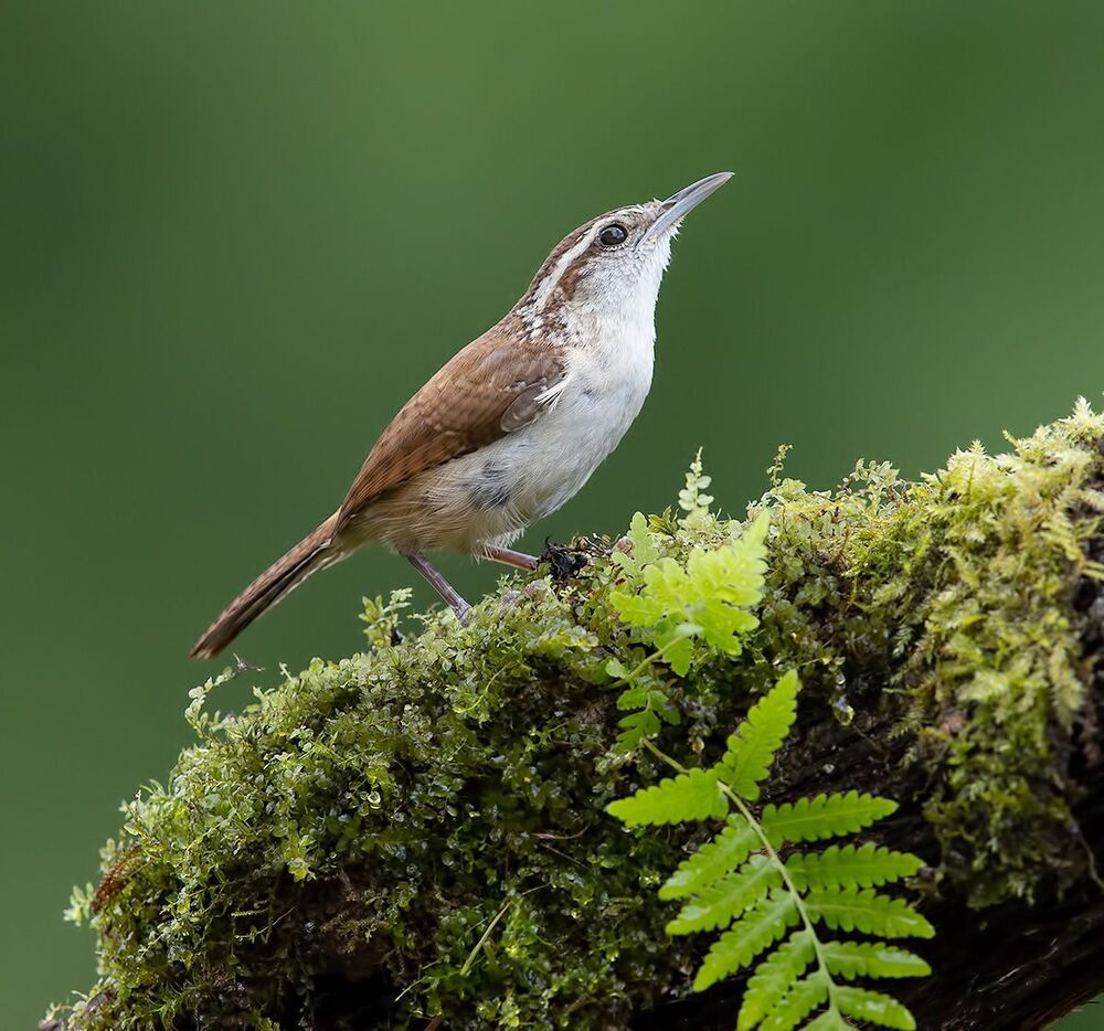 Carolina Wren - Крапивник Каролинский