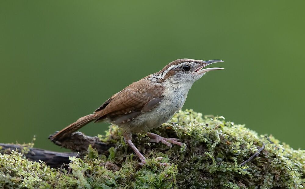 Carolina Wren - Крапивник Каролинский
