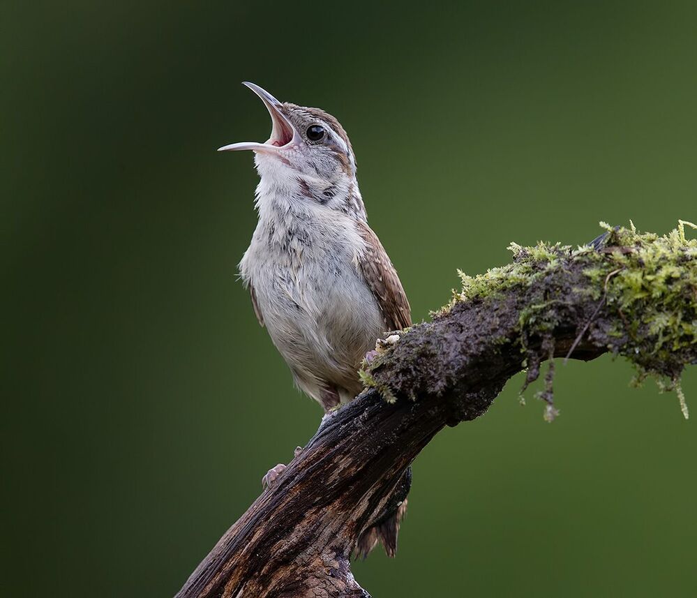 Carolina Wren - Крапивник Каролинский