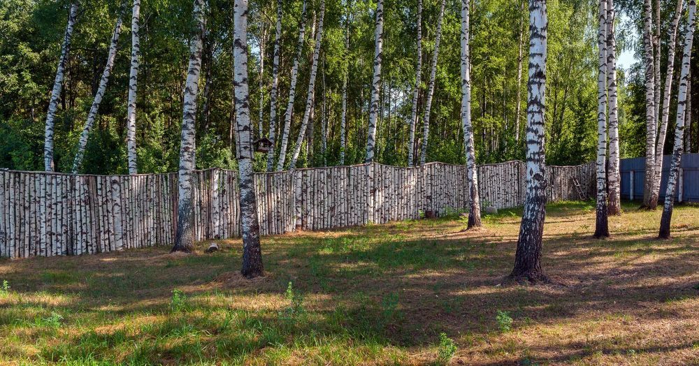 В березняке