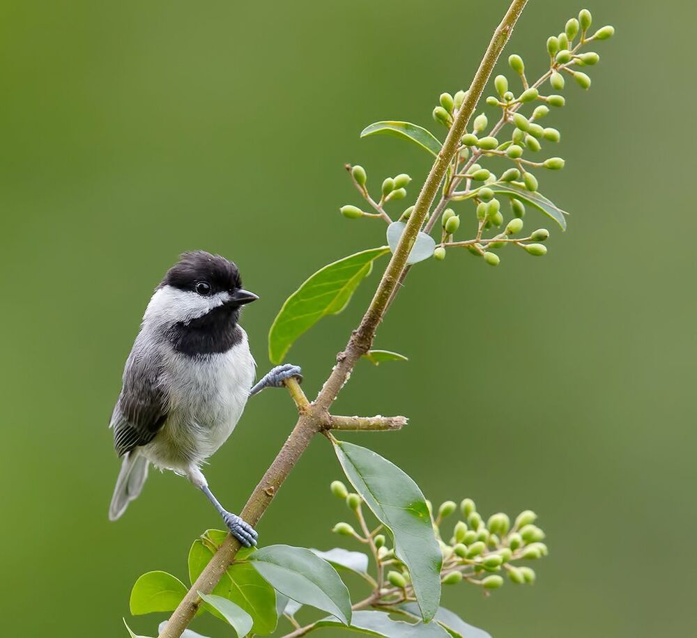 Carolina Chickadee - Каролинская гаичка