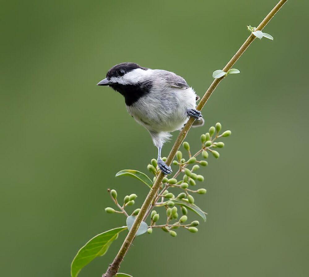 Carolina Chickadee - Каролинская гаичка